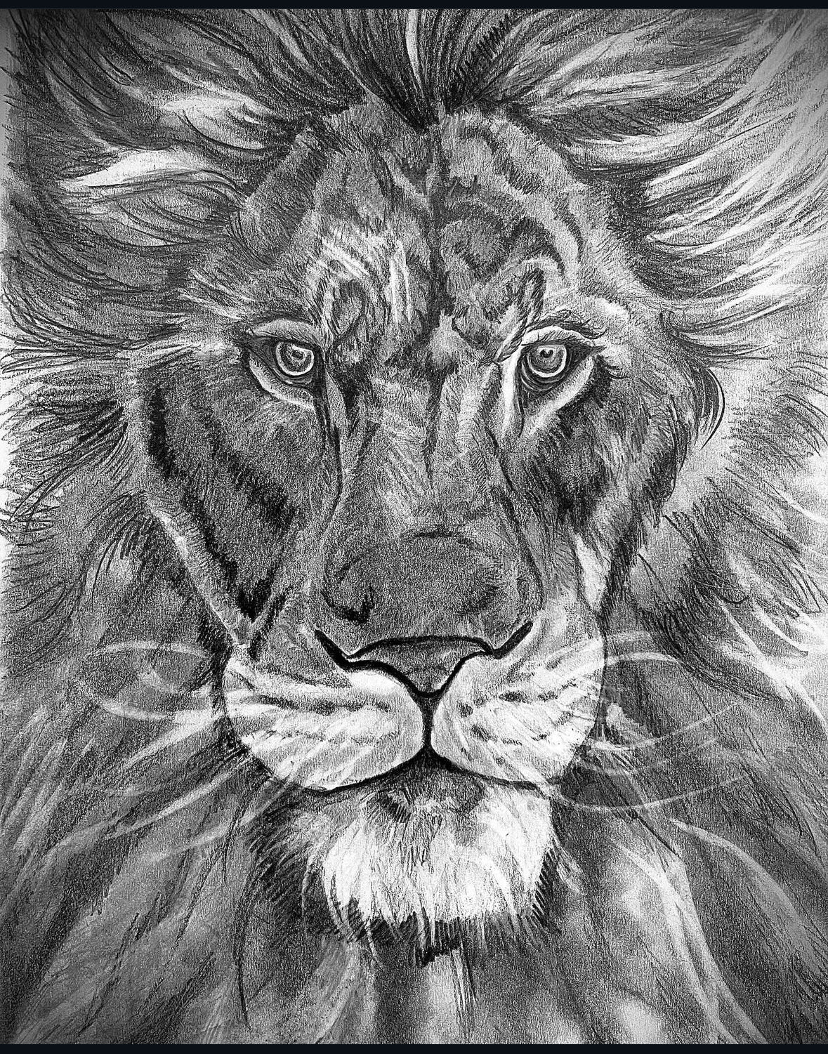 Lion Drawing